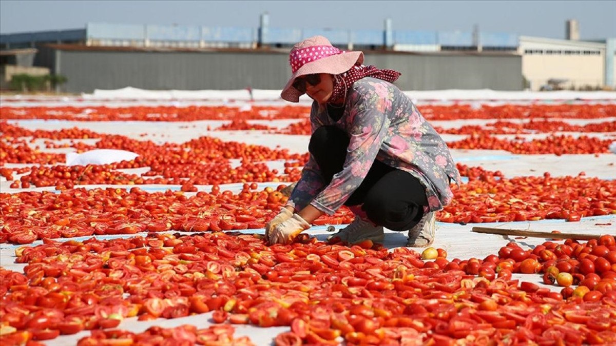 almanya ingiltere ve abd turkiyenin kuru domatesine bayildi 0 DF6RSM8U