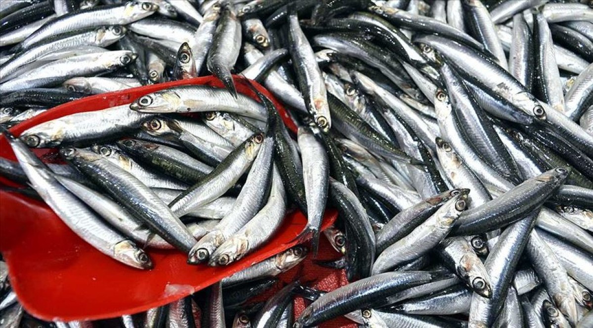 bakanlik acikladi ocak ayinda tuketilecek baliklar 2 K6XcYZ5C