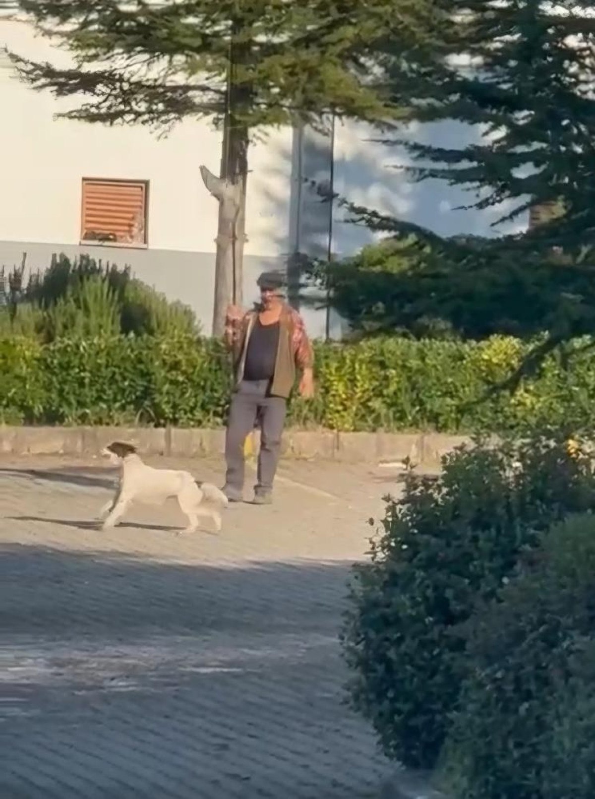 bartinda oltaya bagladigi guvercinle kopegini egitti 0 kBYAMYlX