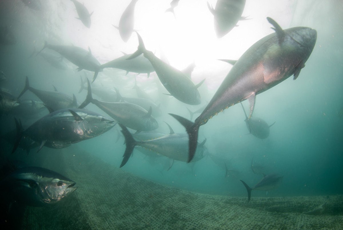 deniz isi dalgalari suyun alti icin de ustu icin de tehlikeli 2 b3iLfJmO