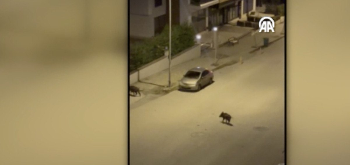 denizlide ac kalan yabani domuz surusu sehirde yemek aradi 0 kV7AZFIK