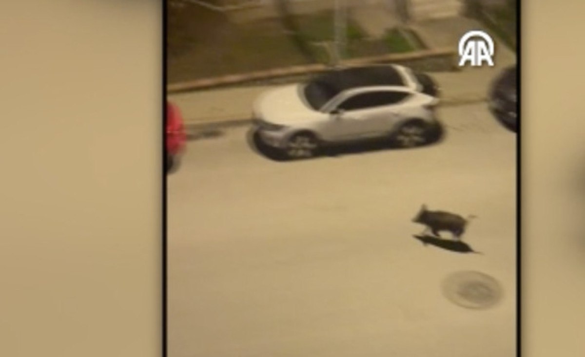 denizlide ac kalan yabani domuz surusu sehirde yemek aradi 1 t9NGUlMJ
