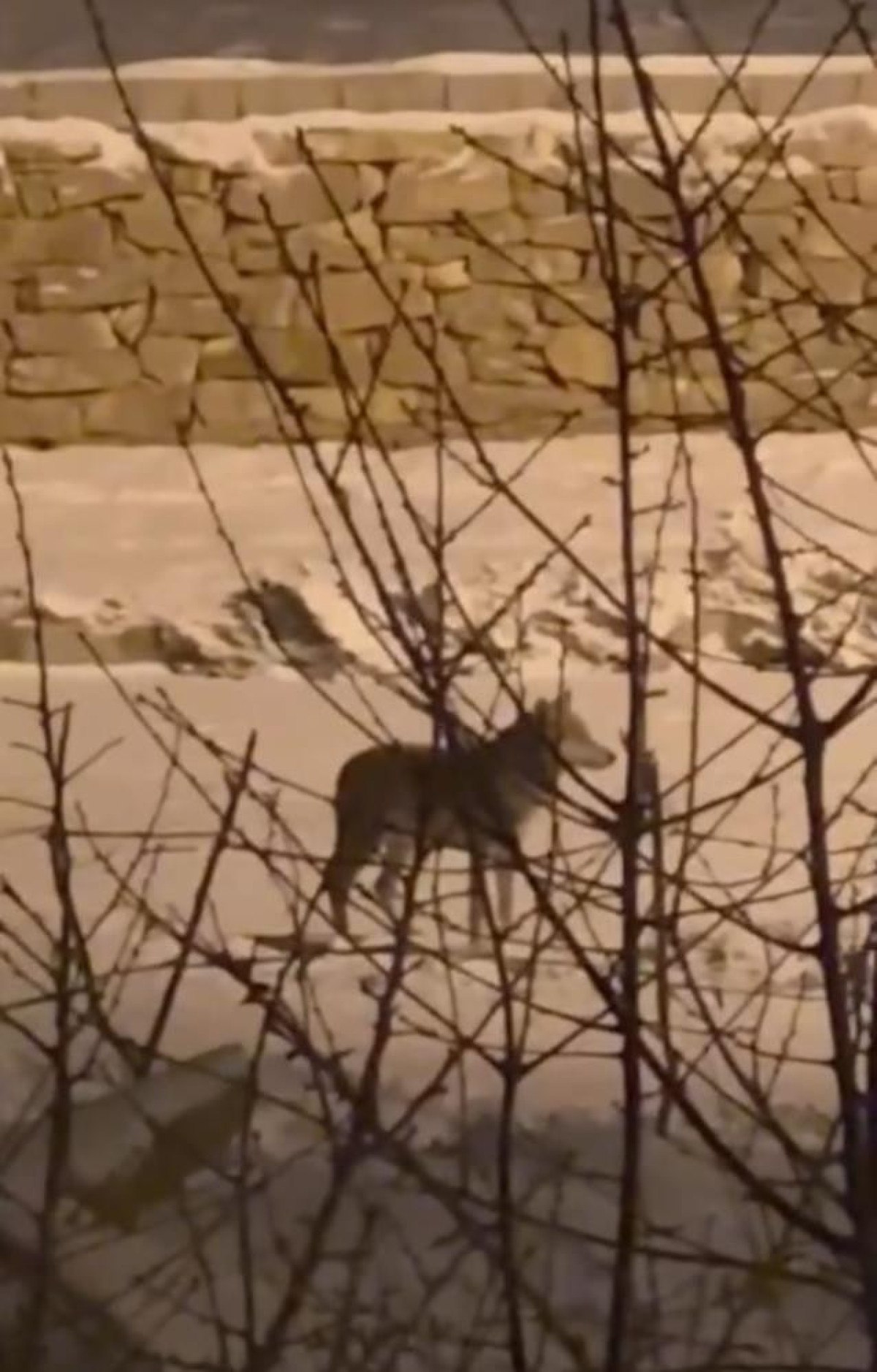 hakkaride ac kalan kurt sehre indi 0 VYCRwzDi