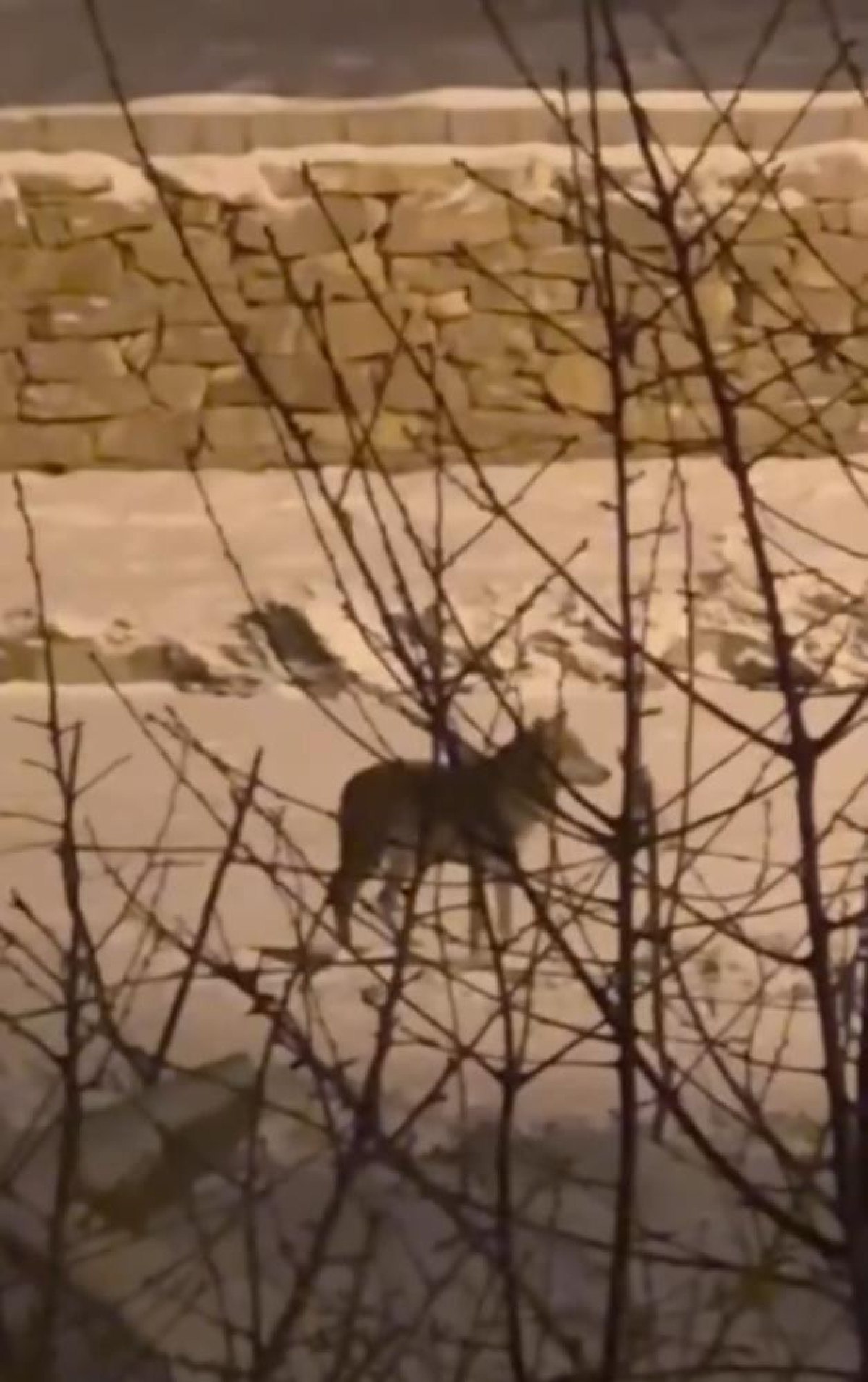 hakkaride ac kalan kurt sehre indi 1 Cl3UUJ6t