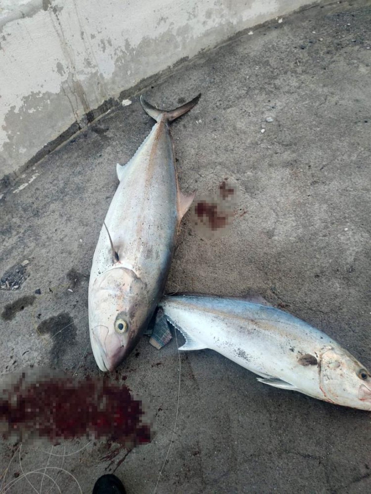 hatayli balikci tek oltayla 2 dev balik yakaladi 2 g1GdVpCC