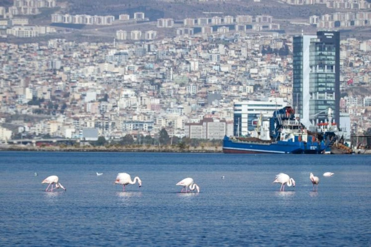 izmir korfezinin temizlenmesiyle flamingolar ve pelikanlar geri dondu 1 Ec79krP2