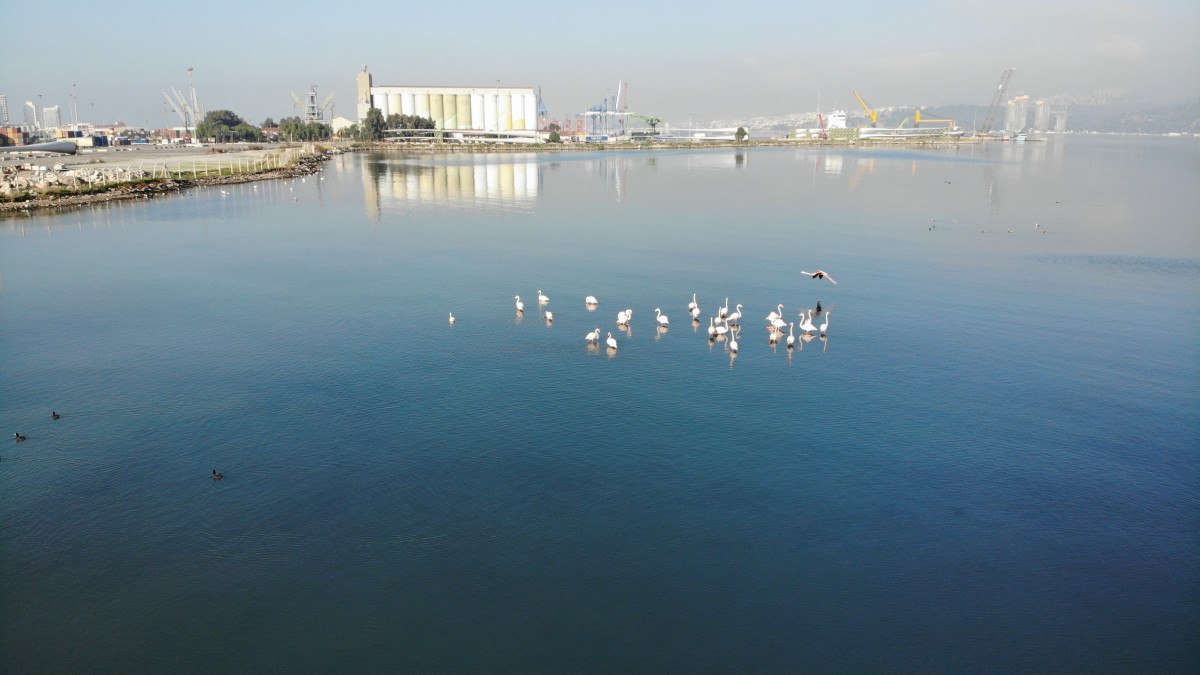 izmir korfezinin temizlenmesiyle flamingolar ve pelikanlar geri dondu 2 1L1QE71u