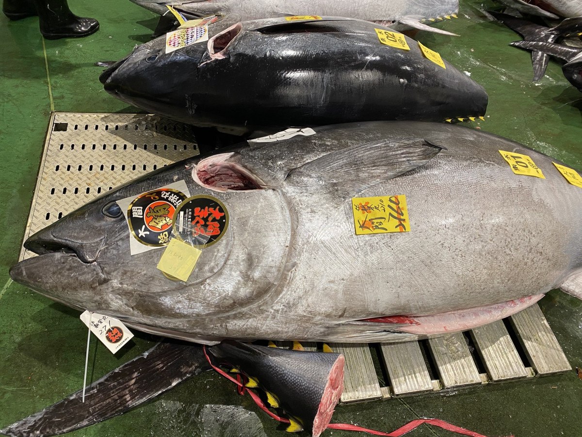japonyada 276 kiloluk mavi yuzgecli orkinos 13 milyon dolara satildi 0 4GfVekfO