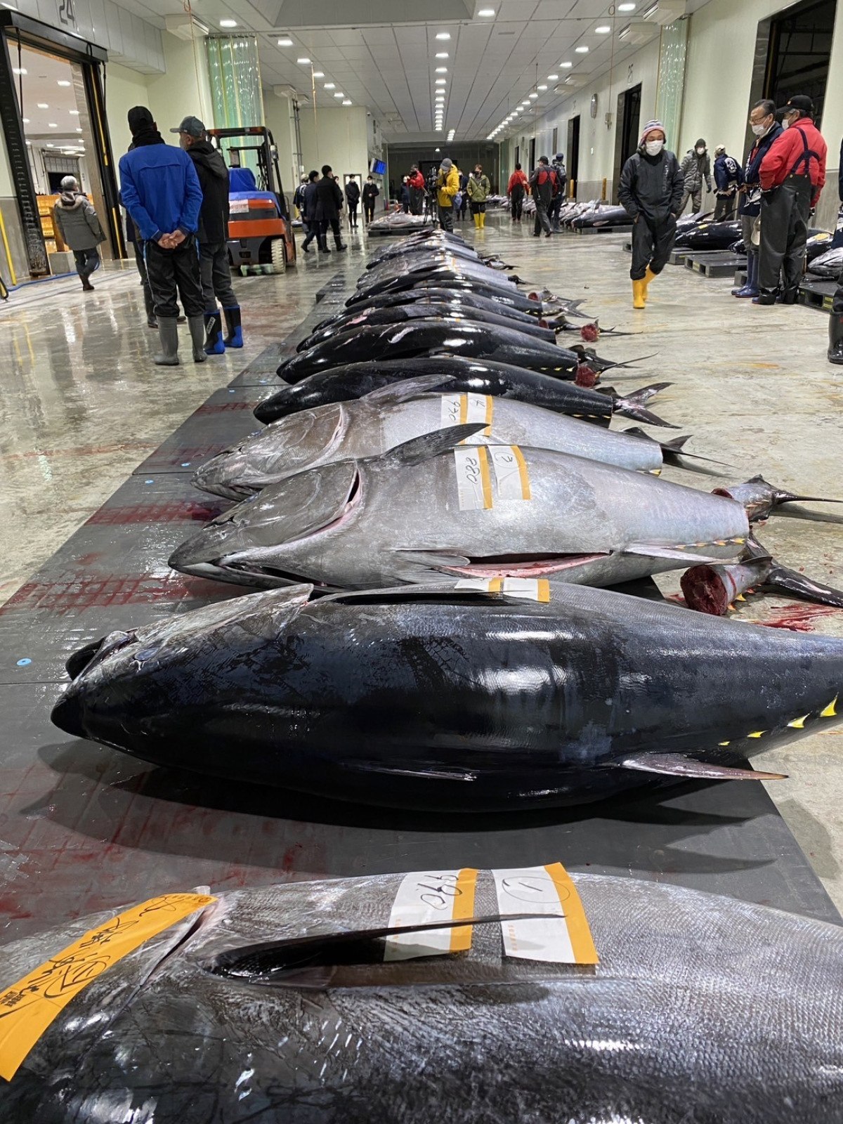 japonyada 276 kiloluk mavi yuzgecli orkinos 13 milyon dolara satildi 1 mhjGABu8