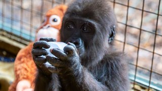 Kargo kutusunda bulunan goril yavrusu için 20 binin üzerinde isim önerildi 5 kargo kutusunda bulunan goril yavrusu icin 20 binin uzerinde isim onerildi 4