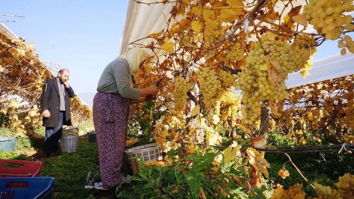 manisa sarigolde kadin isci yevmiyeleri 100 tl zamlandi 0 ruHZ5VmU