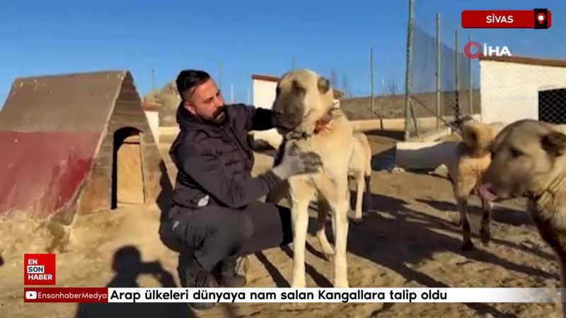 Arap ülkeleri dünyaya nam salan Kangallara talip oldu 4 arap ulkeleri dunyaya nam salan kangallara talip oldu EHJ9YXQ7