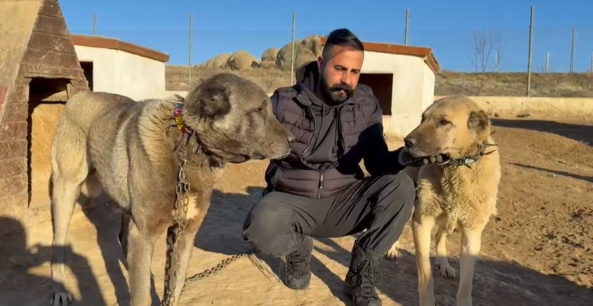 arap ulkelerinden kangal kopegine buyuk ilgi 0 OcMvdDBO