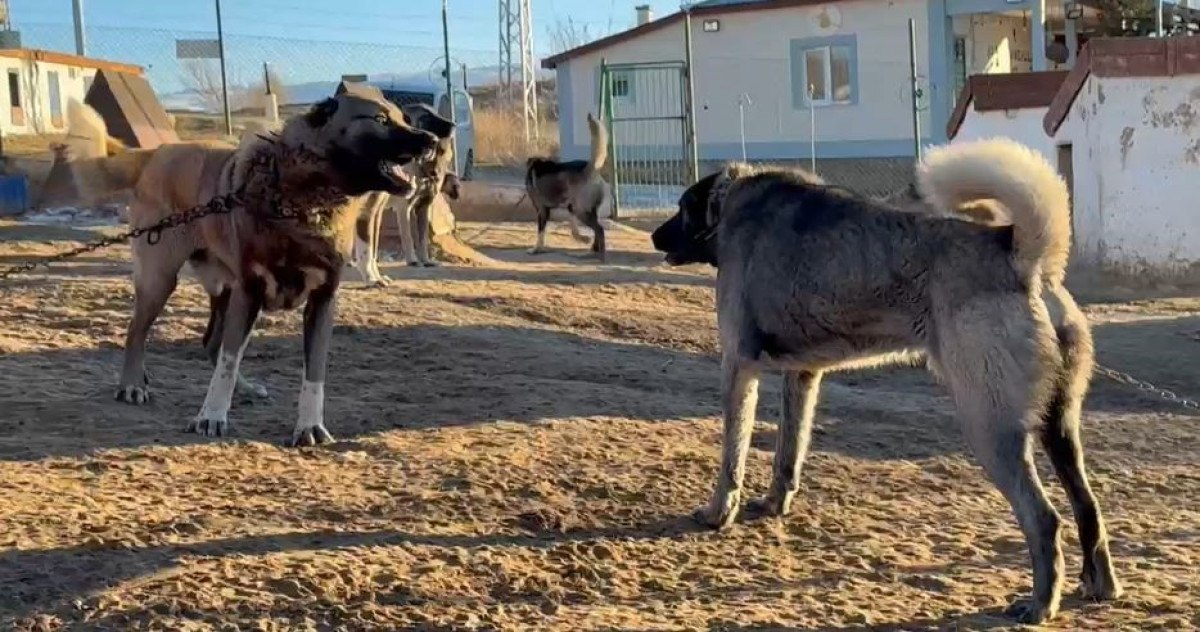 arap ulkelerinden kangal kopegine buyuk ilgi 1 XXWcTFwi