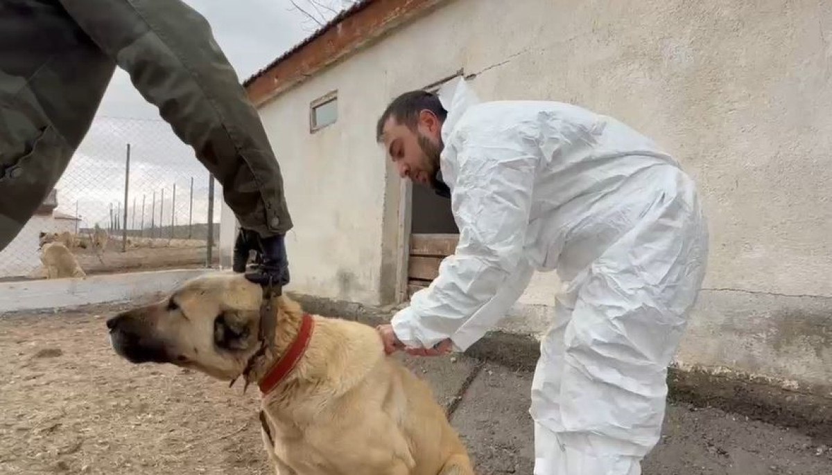arap ulkelerinden kangal kopegine buyuk ilgi 2 v6yMsqvd