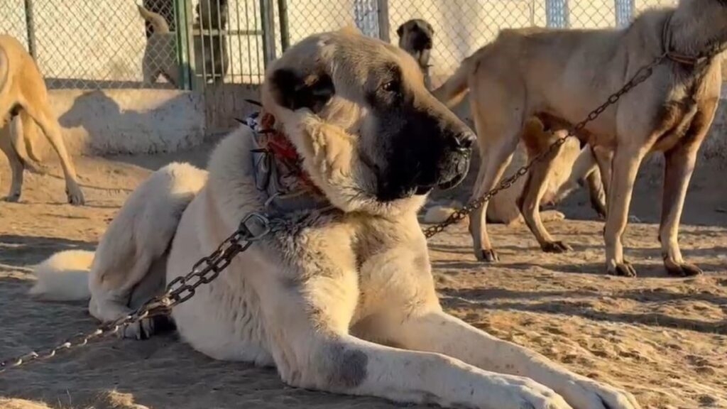 Arap ülkelerinden Kangal köpeğine büyük ilgi 5 arap ulkelerinden kangal kopegine buyuk ilgi yItwZBdy