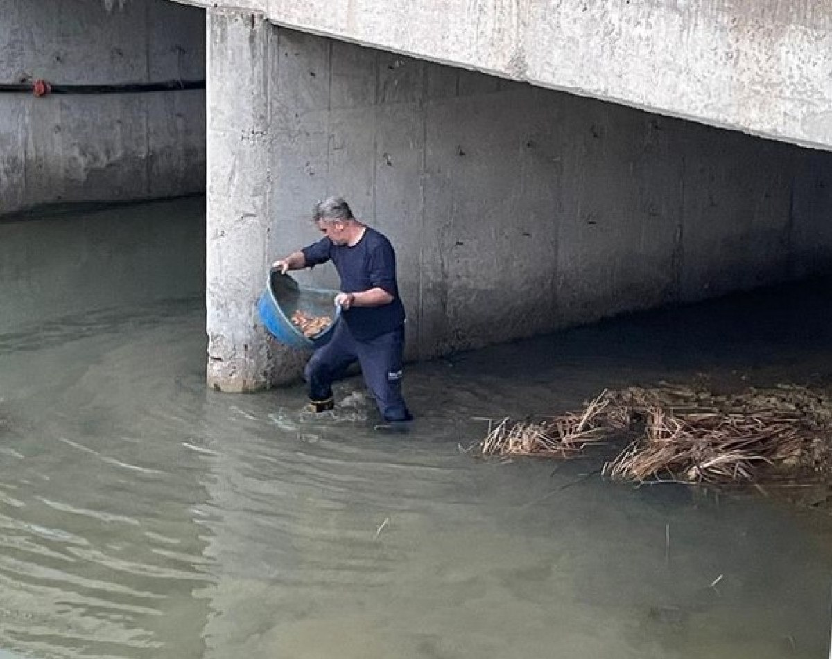 balikesirde kopru altinda mahsur kalan kedi kurtarildi 0 fIdJNcRE