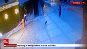 Anasayfa 29 besiktasta kediyi tekme atarak yaraladi xTgk8YU1