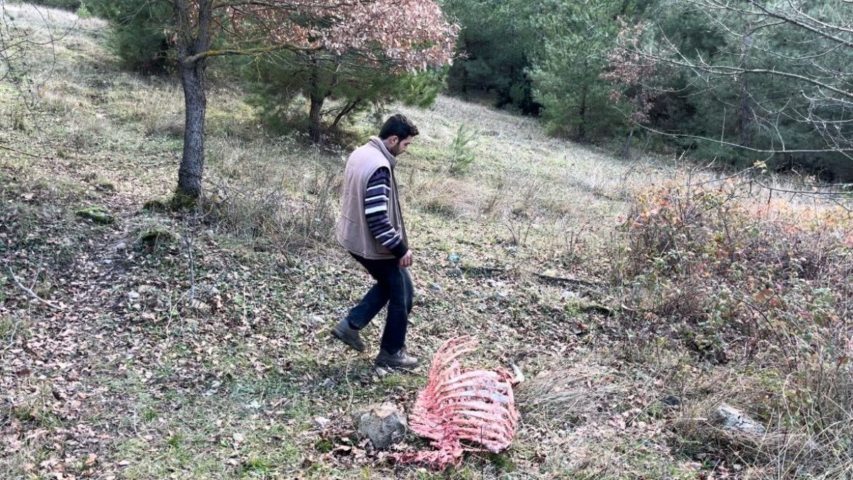 bursada 750 yillik safkan yerli hayvanlar telef oldu 2 iv33Mri5