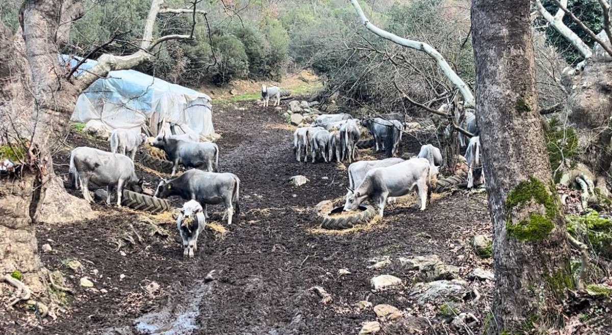 bursada 750 yillik safkan yerli hayvanlar telef oldu 3 g42IBfOs