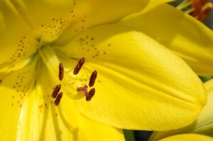 Diyarbakır Nakliyat Hizmetlerinde Sorunsuz ve Hızlı Çözümler