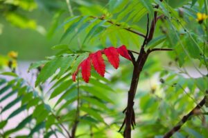 Diyarbakır Nakliyat Şirketlerinden Sigortalı Hizmet Alma Yolları