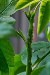 Diyarbakır’da Güvenli ve Sorunsuz Evden Eve Nakliyat