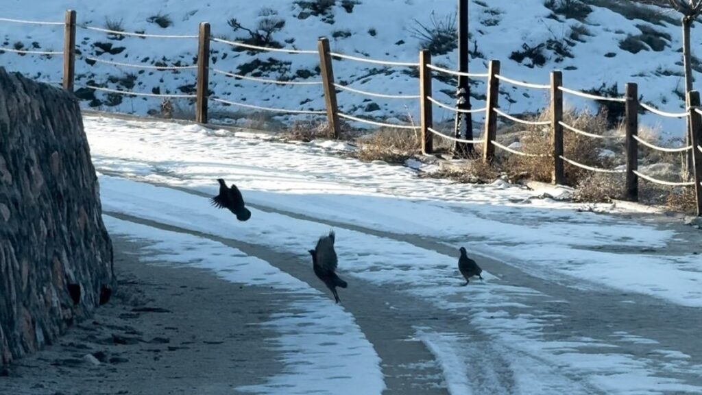 Elazığ'da kekliklerin kar altında yiyecek telaşı 5 elazigda kekliklerin kar altinda yiyecek telasi IMdpDCAc