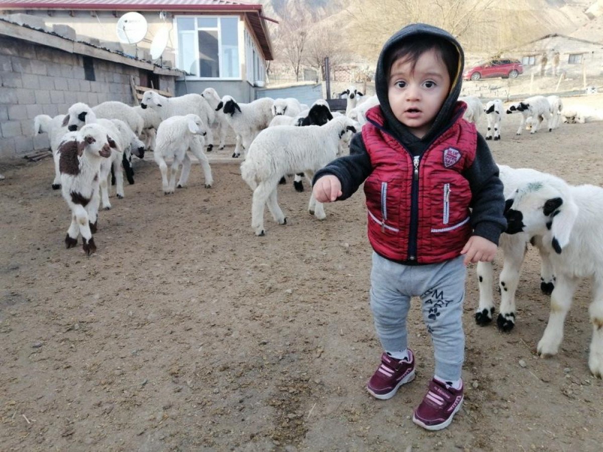 erzincanda annelerinin reddettigi kuzular biberon ile besleniyor 2 BhPP7JTK
