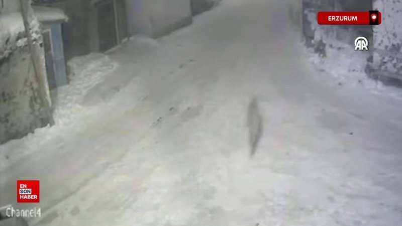 Erzurum'da yerleşim yerine inen kurtlar güvenlik kamerasınca kaydedildi 5 erzurumda yerlesim yerine inen kurtlar guvenlik kamerasinca kaydedildi czSIHCg2