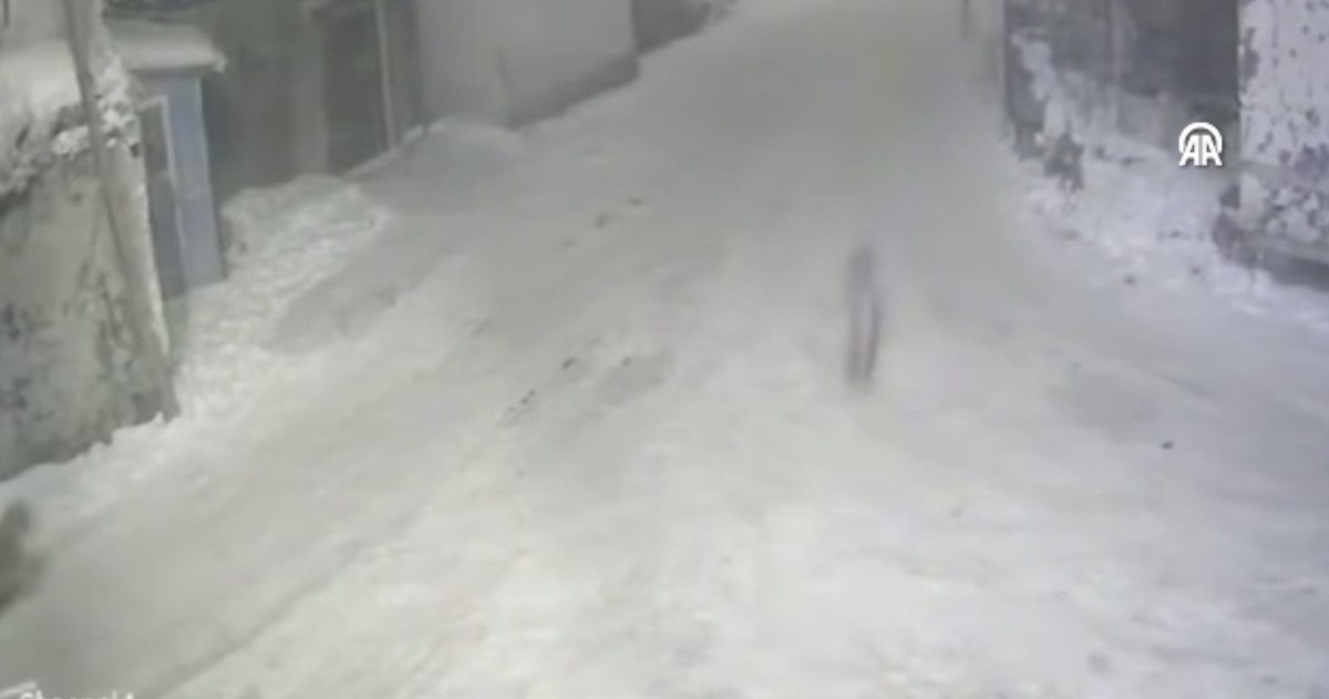 erzurumda yerlesim yerine inen kurtlar sokakta yiyecek aradi 1 4dEwe1c1