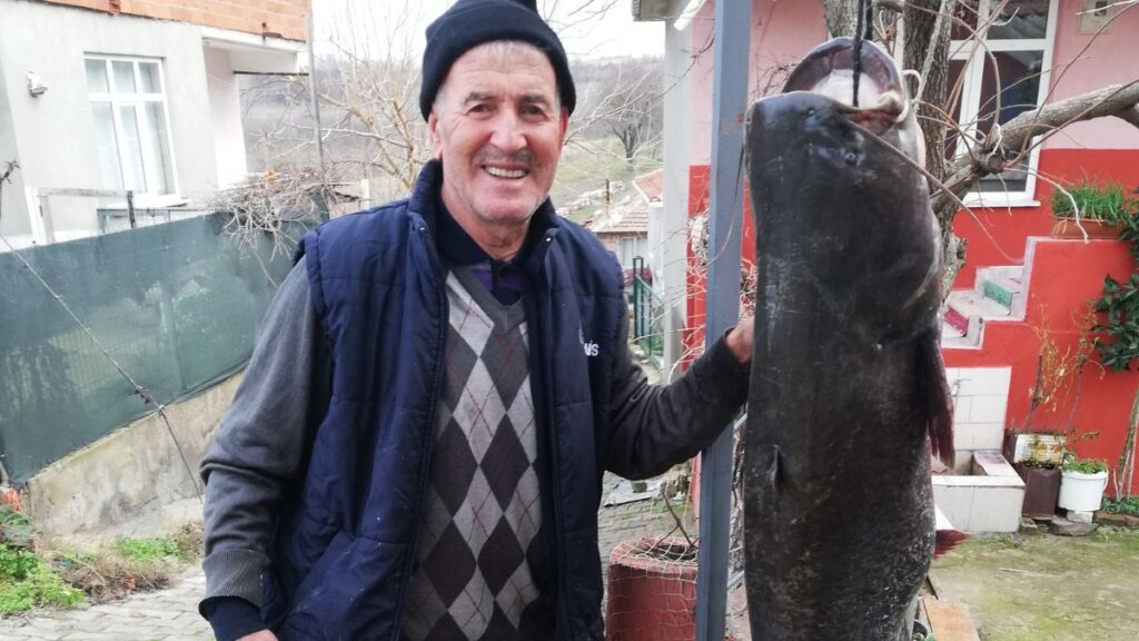 Meriç Nehri’nde 77 kilo ağırlığında yayın balığı yakaladı 2 meric nehrinde 77 kilo agirliginda yayin baligi yakaladi wvFhZlyO