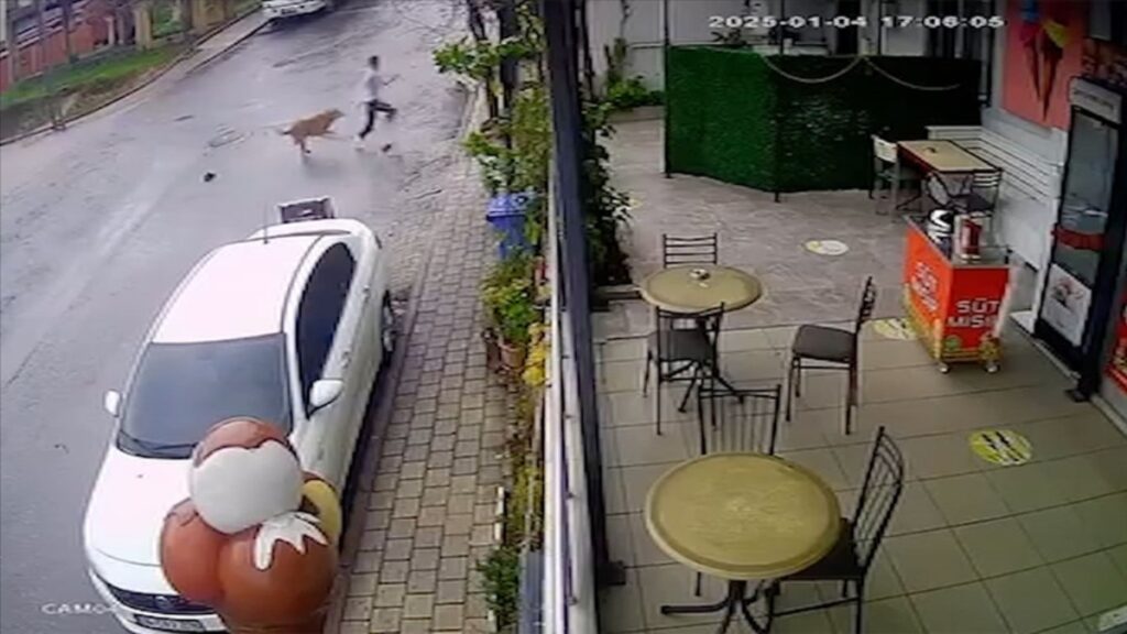 Sancaktepe'de başıboş köpekler, 14 yaşındaki çocuğa saldırdı 7 sancaktepede basibos kopekler 14 yasindaki cocuga saldirdi 1H6u56Of