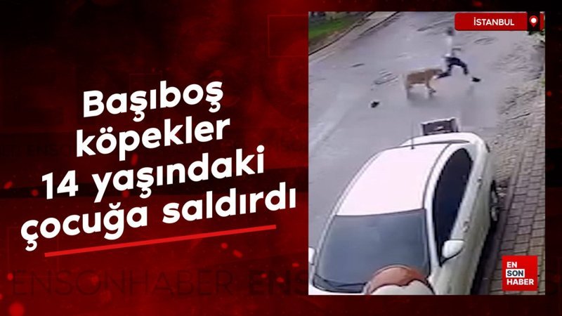 Sancaktepe'de başıboş köpekler, 14 yaşındaki çocuğa saldırdı 8 sancaktepede basibos kopekler 14 yasindaki cocuga saldirdi j8kEt3jX