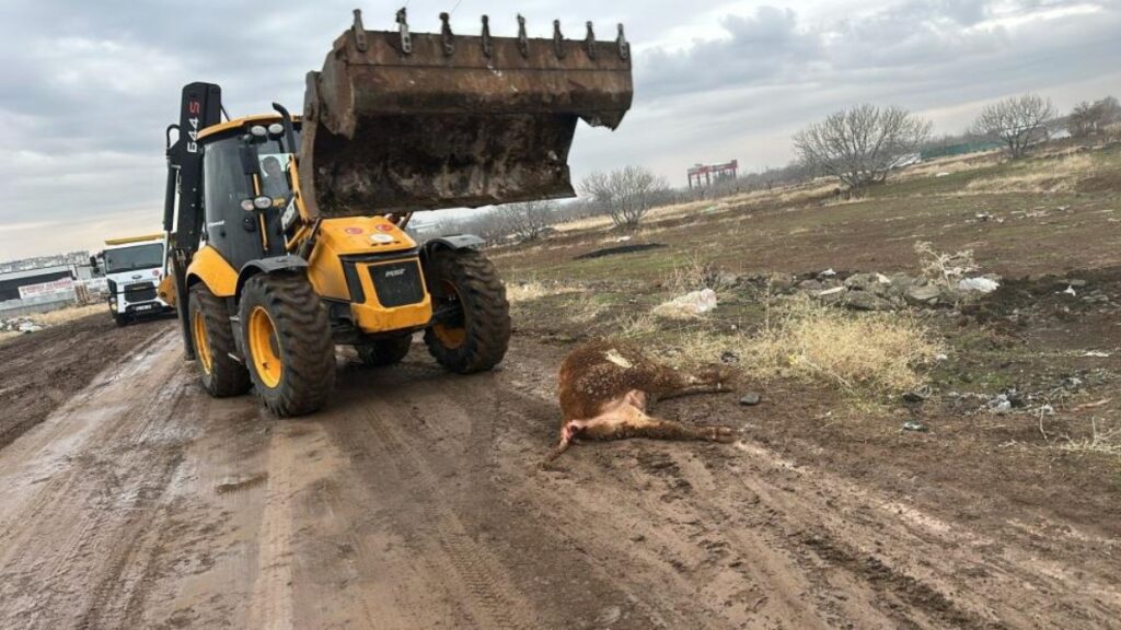 Şanlurfa'da şap hastalığı tehlikesi: Hayvan pazarı 15 gün süreyle kapatıldı 7 sanlurfada sap hastaligi tehlikesi hayvan pazari 15 gun sureyle kapatildi pUMhYHym