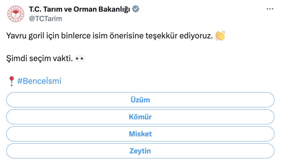 sevimli goril yavrusu icin 4 isim oylaniyor 0 VYWmiOg2