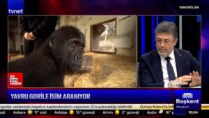 Anasayfa 32 sevimli goril yavrusu icin 4 isim oylaniyor dPZhbU4k