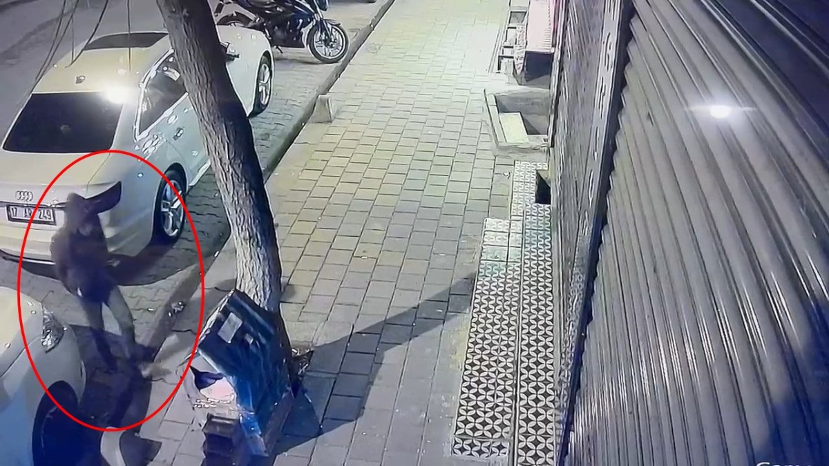 siirtte bir sahis kaldirimdaki kedi evini tekmeleyerek zarar verdi 3 yjhgFnXZ