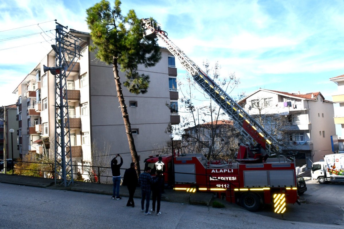 zonguldakta korkmus kedi kendisini kurtaran itfaiyeciyi birakmadi 0 u2fgrslW