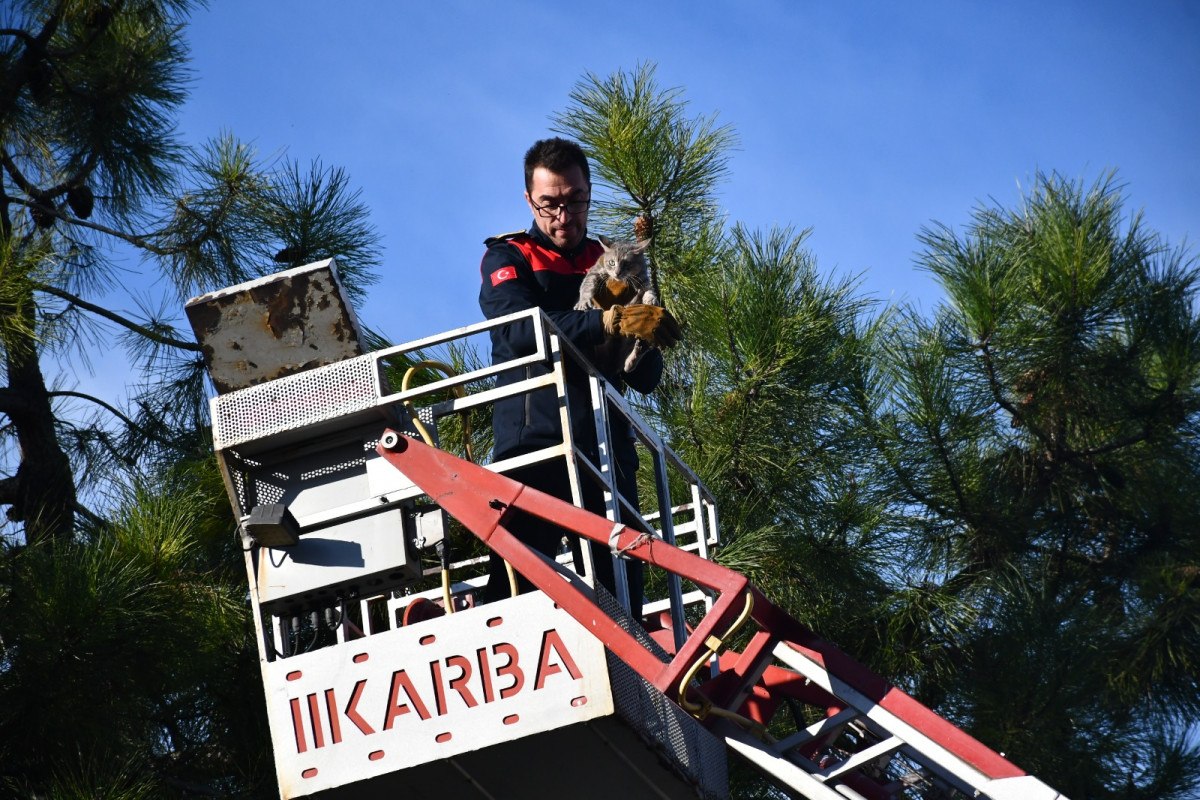 zonguldakta korkmus kedi kendisini kurtaran itfaiyeciyi birakmadi 4 k9QtWB6z