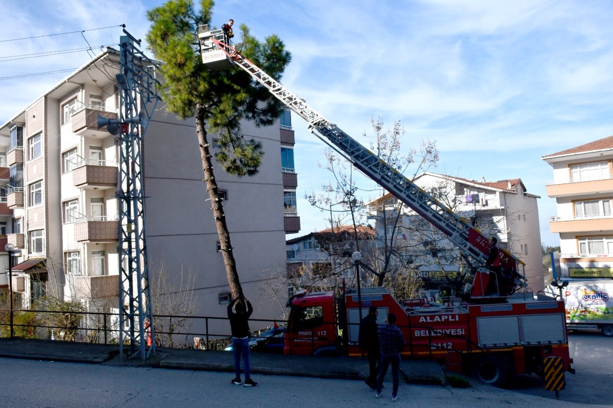 zonguldakta korkmus kedi kendisini kurtaran itfaiyeciyi birakmadi 5 gDVLlQzg